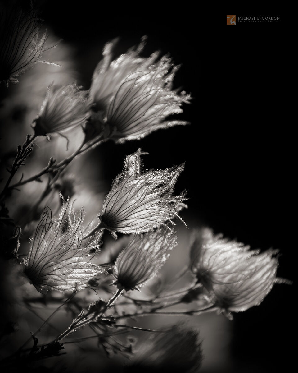 Elegant Apache Plume (Fallugia paradoxa) seed heads in afternoon backlight.