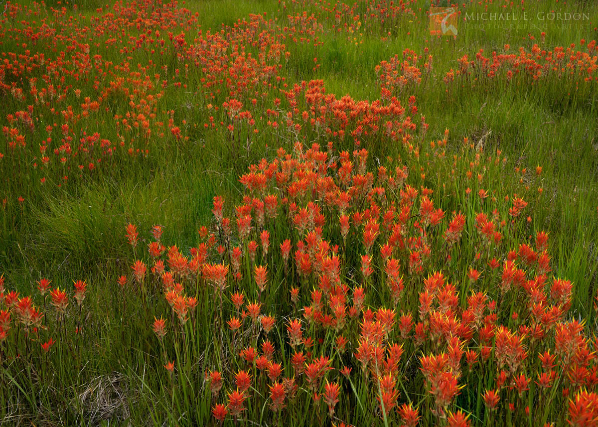 A beautiful high mountain meadow lush with Wyoming Paintbrush (Castilleja linariifolia).Logos and watermarks are not found on...