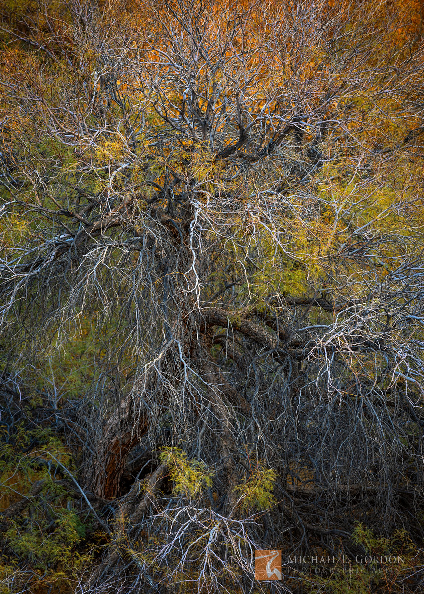 A wildly elegant Honey Mesquite (Prosopis glandulosa) decorated in the yellow and orange hues of autumn.