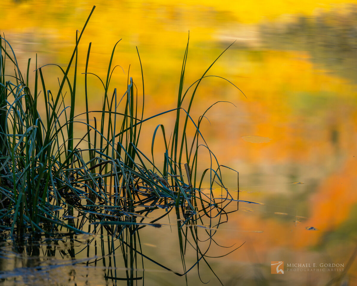 Sedges (Carex ssp.) float among a colorful sea of reflected mountain color of autumn.