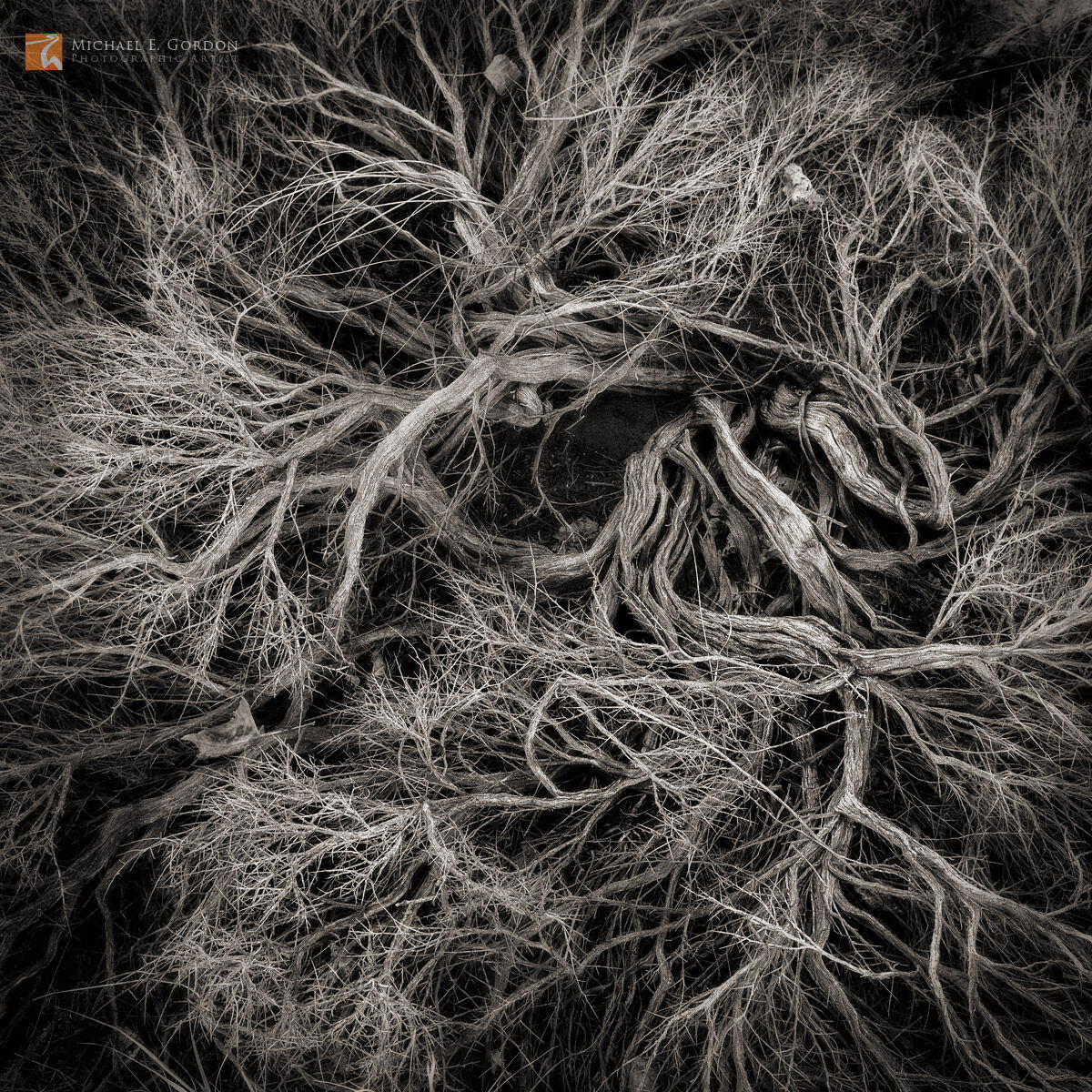 An old and elegant Great Basin Sagebrush (Artemisia tridentata) in a mandala-like radial form.