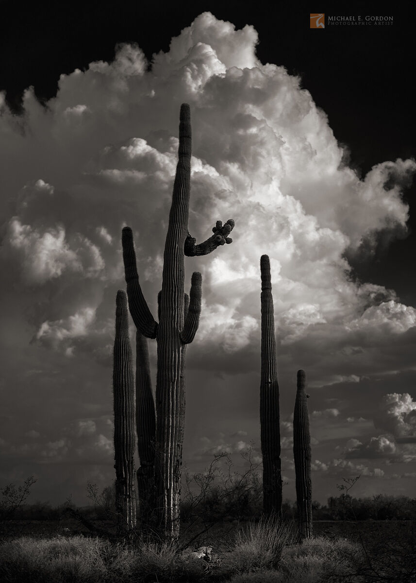 A lone stand of Saguaro cactus (Carnegiea gigantea) stand defiantly before a towering cumulonimbus thunder cloud.