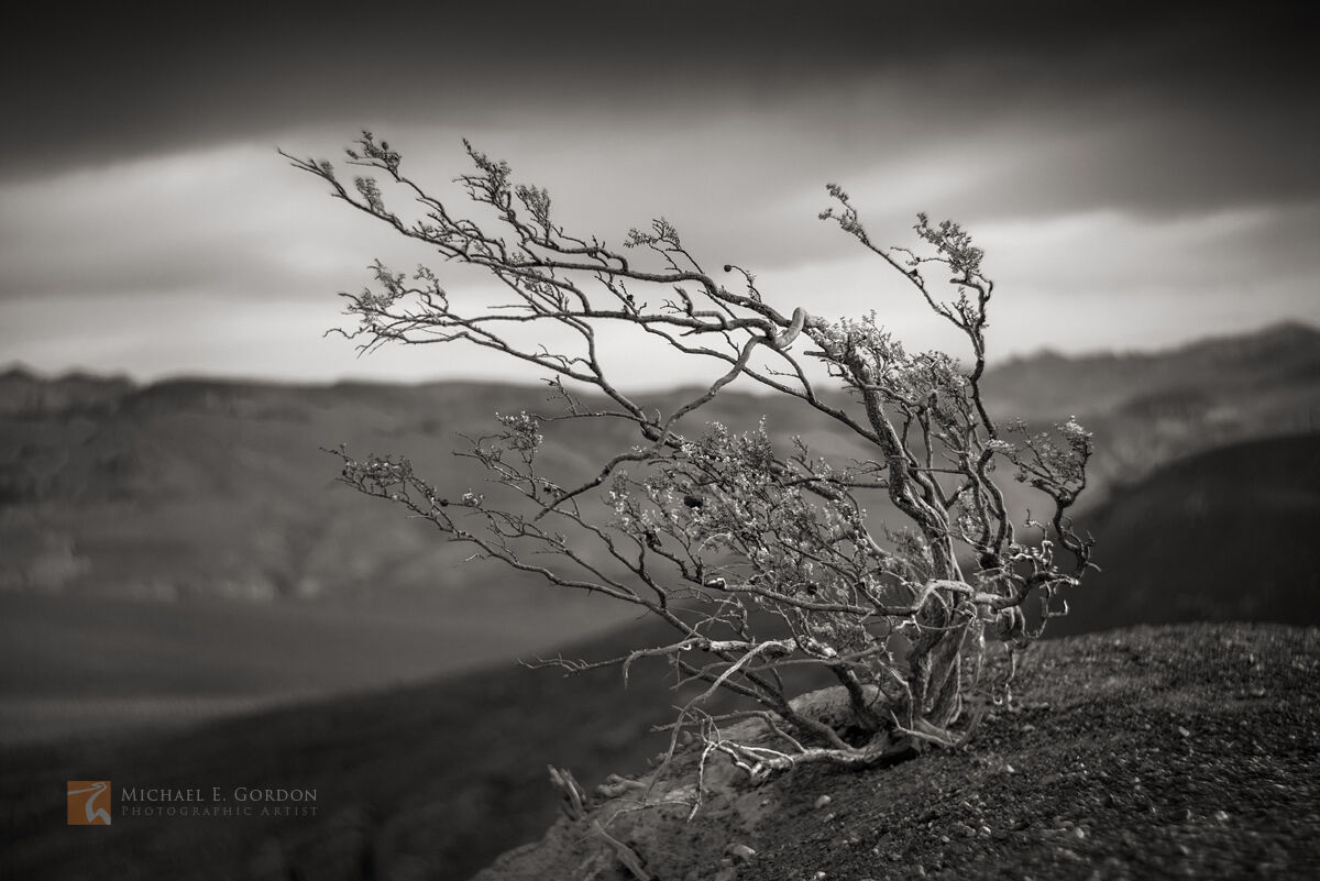 A lone wind-flagged Creosote bush (Larrea tridentata) on an exposed high ridge in Death Valley National Park.