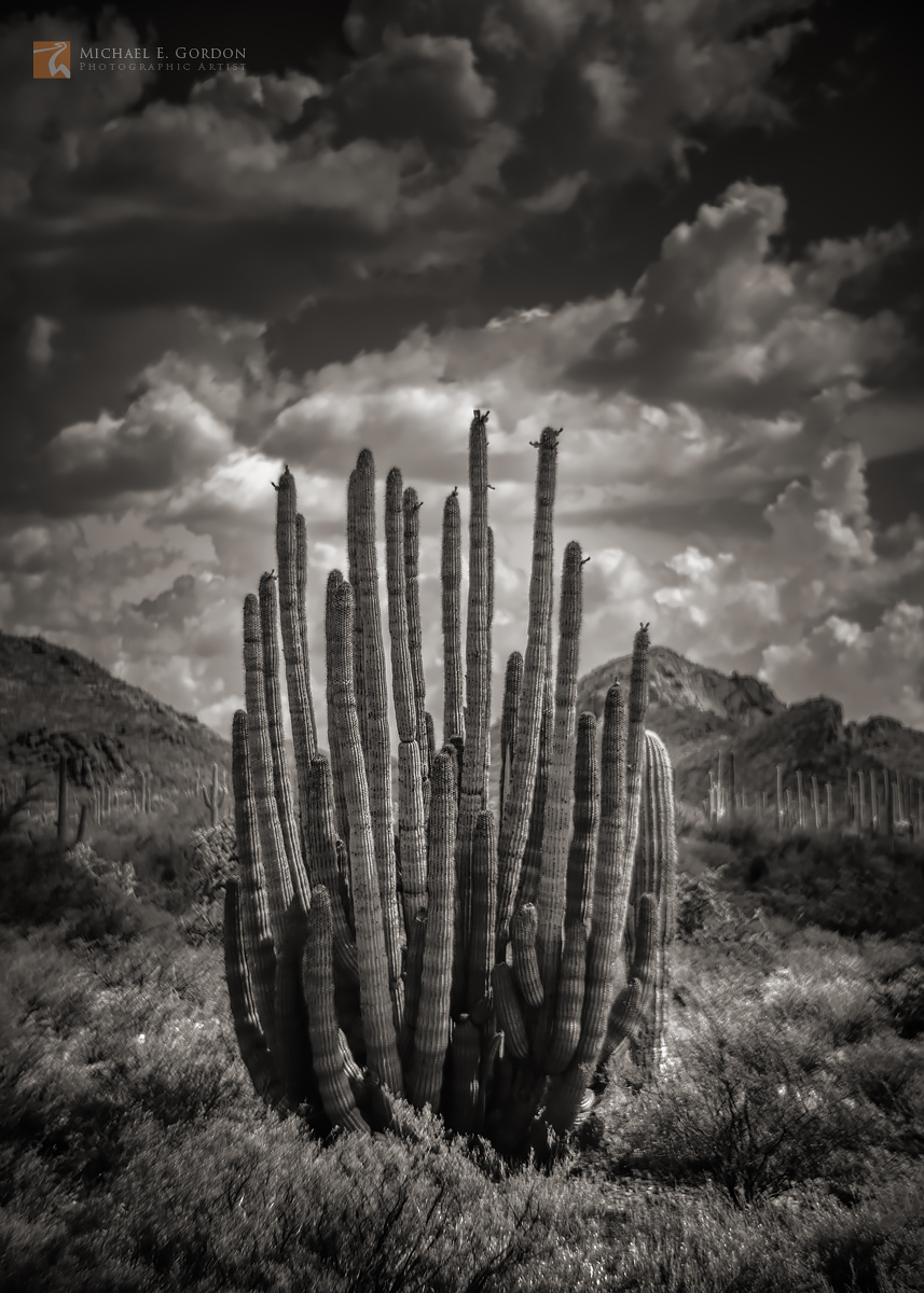 A beautiful Organ Pipe Cactus (Stenocereus thurberi) before summer monsoon clouds in the Ajo Mountains.