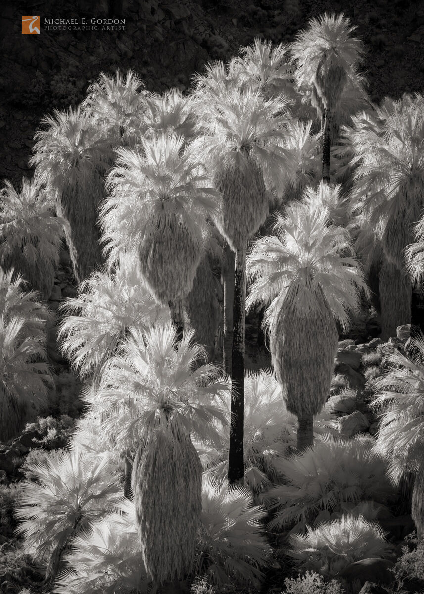 Wild Desert Fan Palms (Washingtonia filifera) at the Fortynine Palms Oasis, Joshua Tree National Park, California.