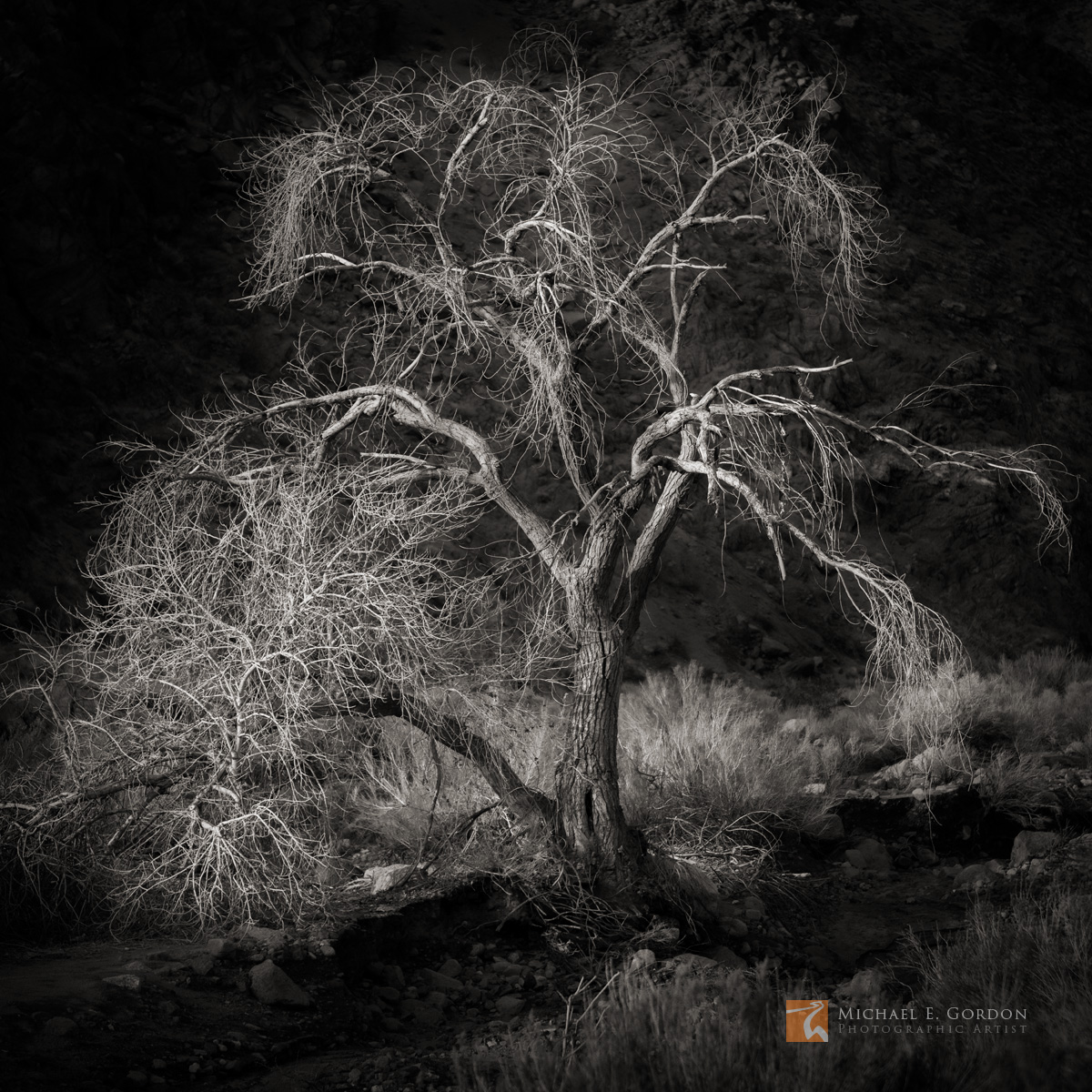 A lone Fremont's Cottonwood tree (Populus fremontii) aglow in late afternoon light. Cottonwood Mountains, Death Valley National...