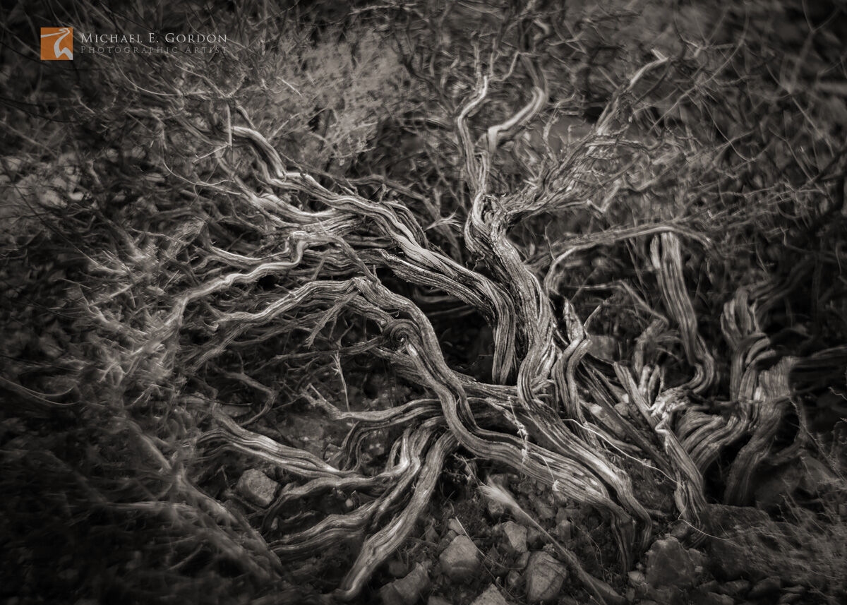An elegant woody  ancient and gnarled California Buckwheat specimen (Eriogonum fasciculatum) in Death Valley National Park, California...