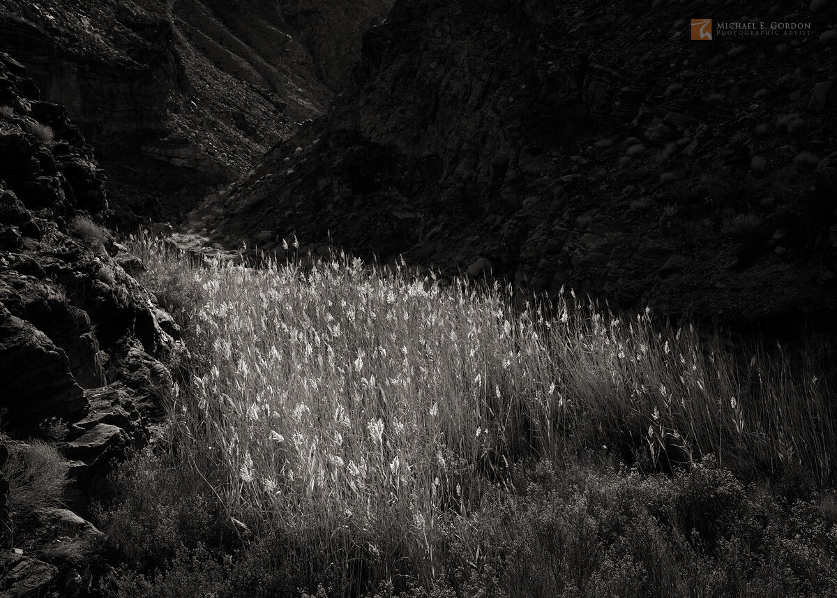 Luminous common reed (Phragmites australis) in brilliant afternoon backlight at Monarch Spring.