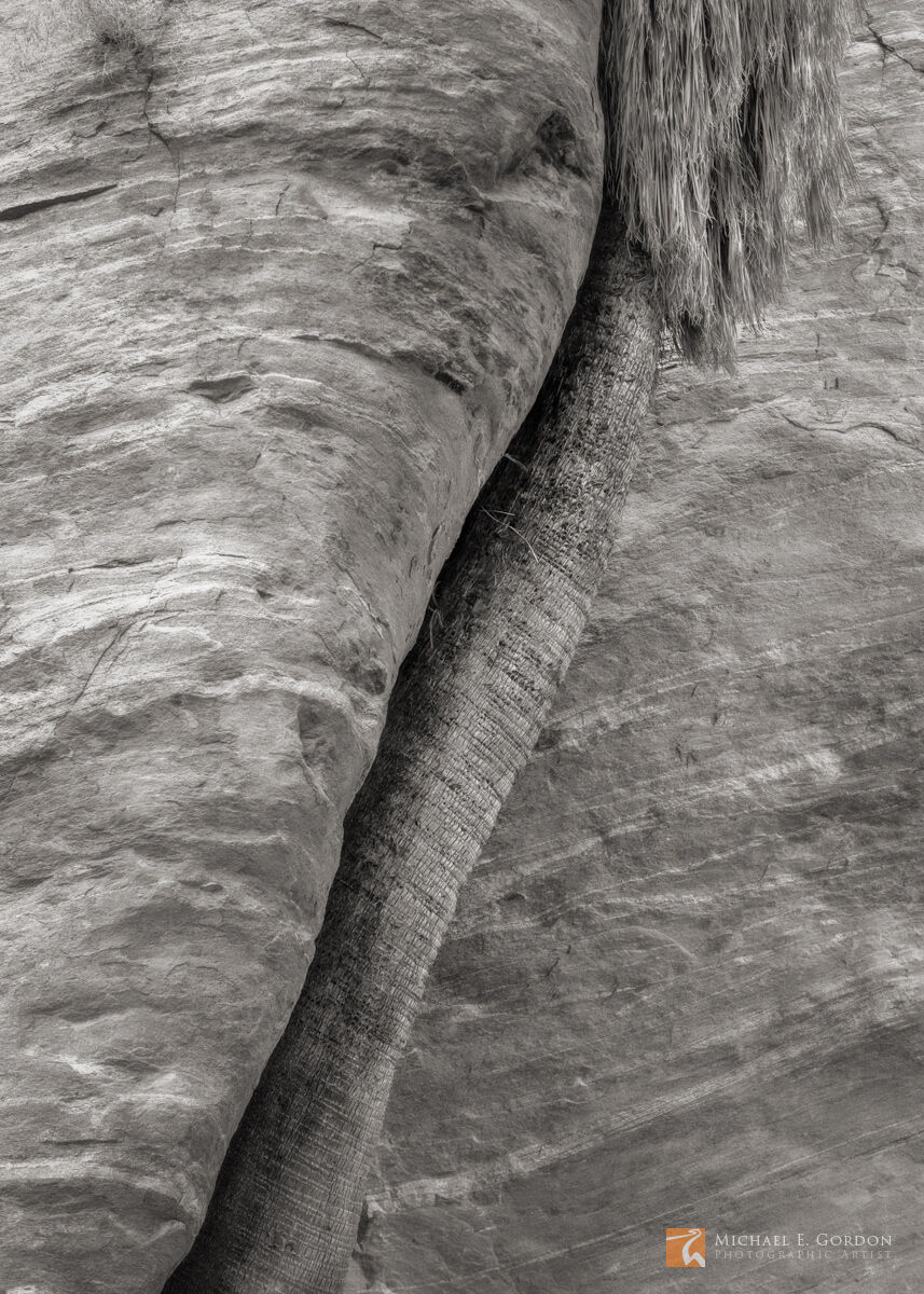Swerve A wild Desert Fan Palm (Washingtonia filifera) in San Andreas Canyon, San Jacinto Mountains, California.