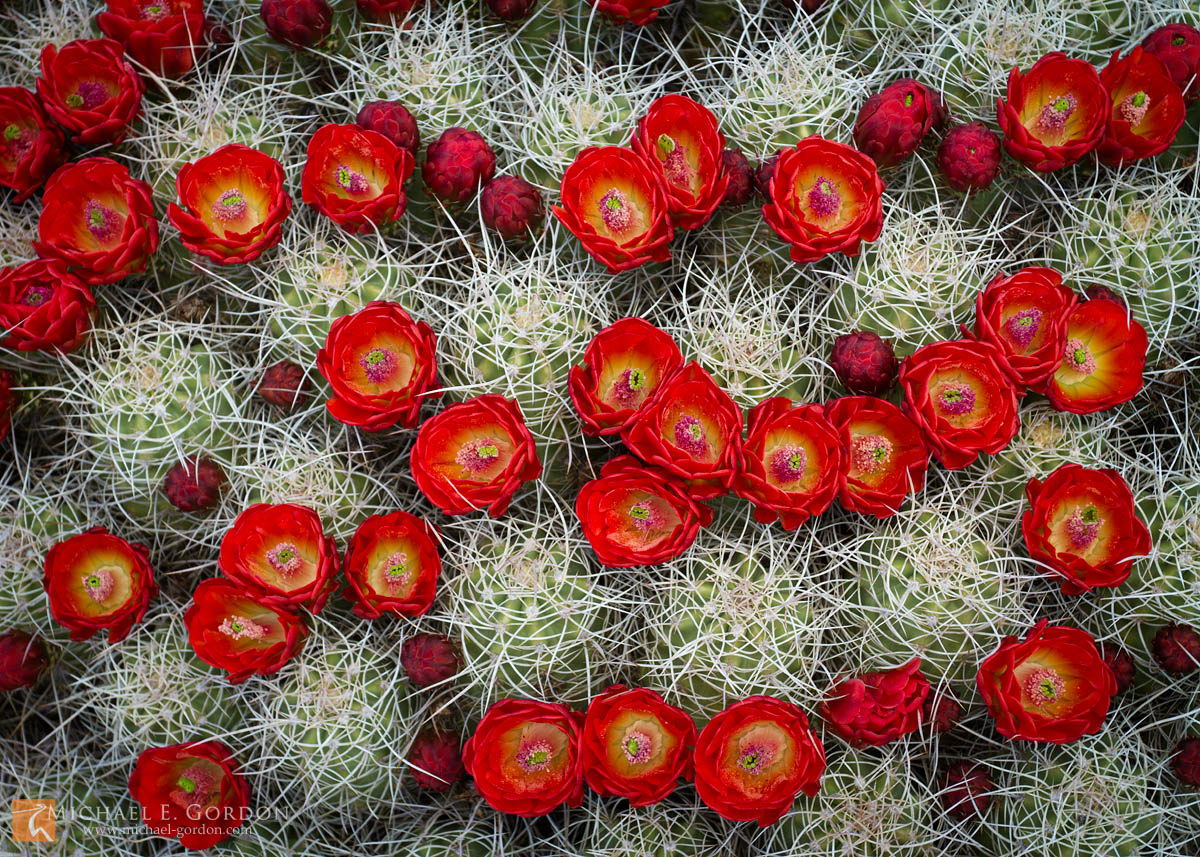 Mojave Mound Cactus (Echinocereus triglochidiatus) in bloom. Ivanpah Mountains.