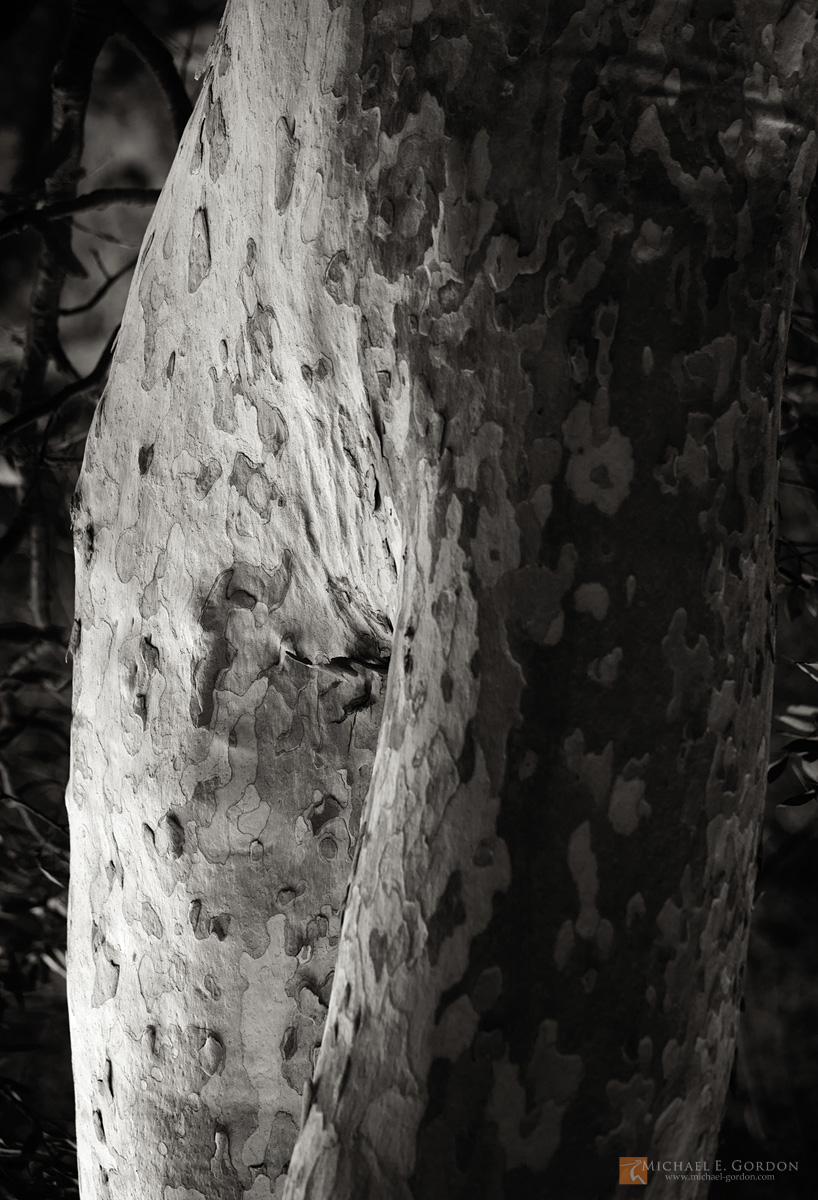 An Arizona Sycamore tree (Platanus wrightii) resembles the human form.