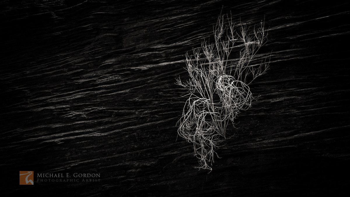 An elegant leafless shrub on a canyon wall.