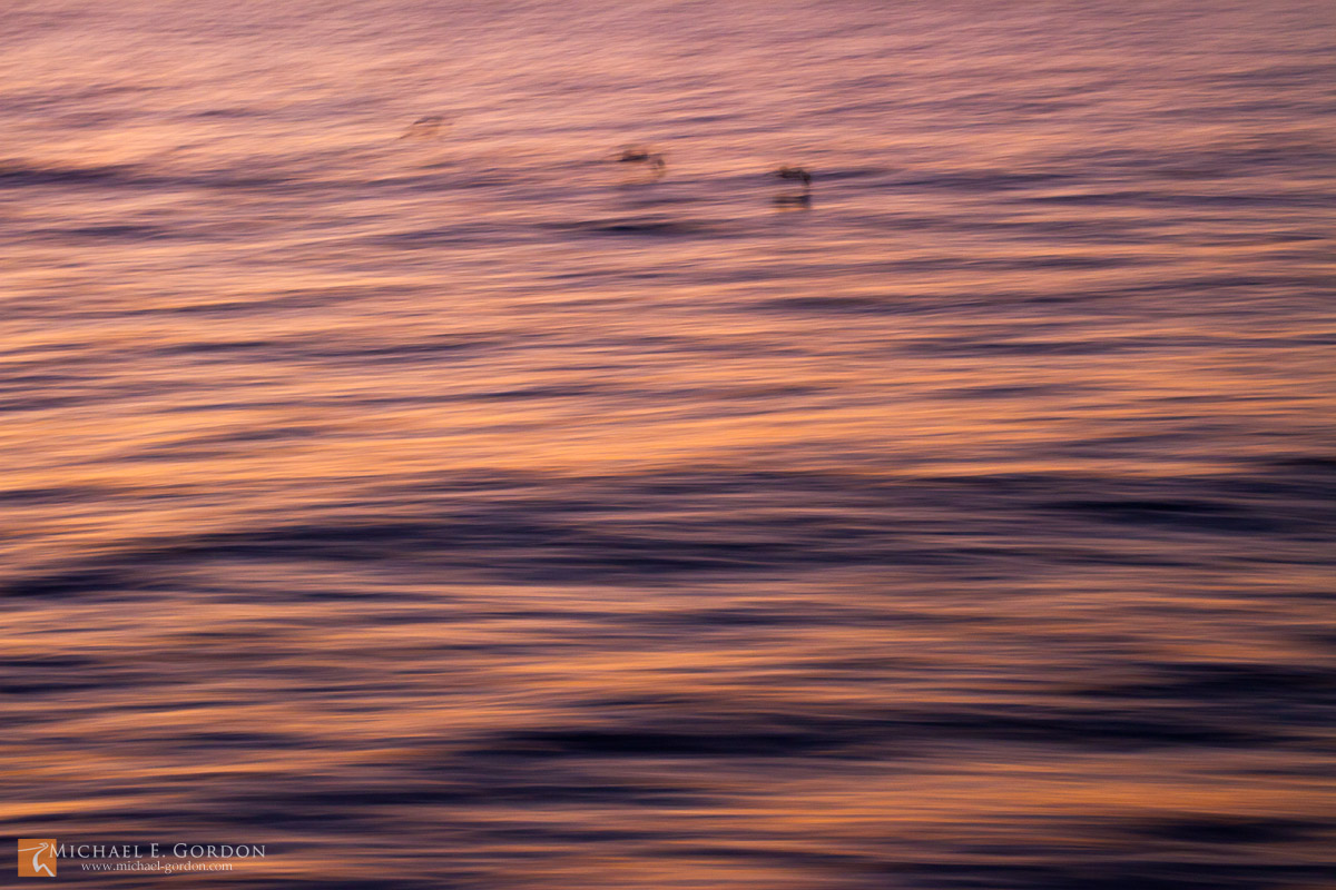 Water motion study, pelicans in flight