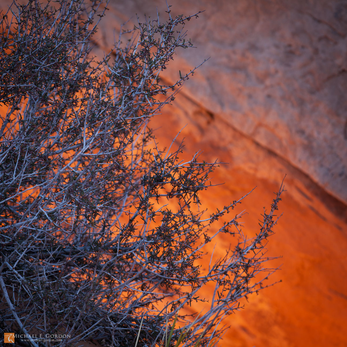 Blackbrush (Coleogyne ramosissima) and the glowing sandstone Mesa Arch at sunrise. Island in the Sky, Canyonlands National Park...