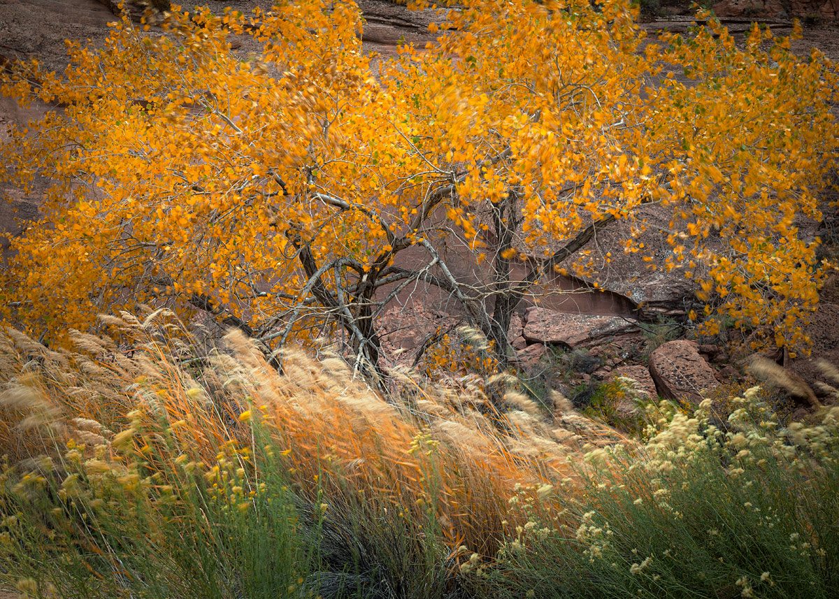 A pair of autumn-hued Fremont Cottonwood trees (Populus fremontii) pose with Phragmites australis and Rabbitbrush (Ericameria...