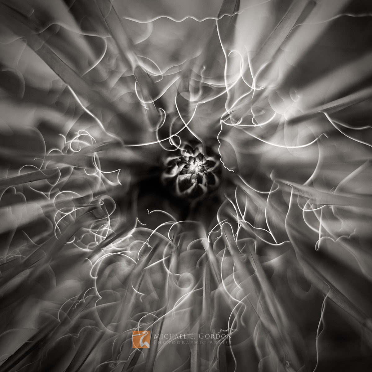 The wildly abstract filaments or threads of a budding Narrowleaf Yucca (Yucca angustissima).