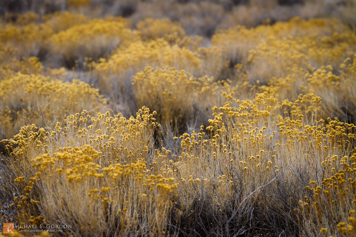 Winter shrubs, Death Valley National Park, California
