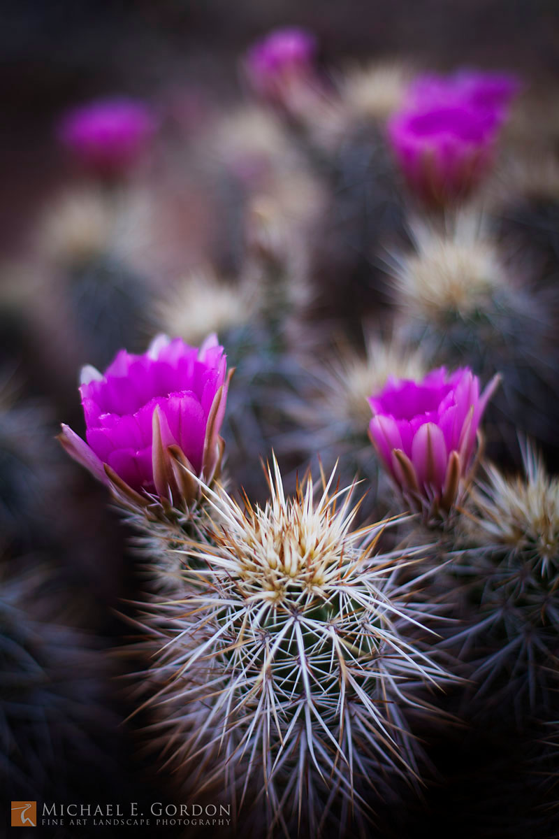 Engelmann's Hedgehog Cactus in bloom (Echinocereus engelmannii) in southern Nevada's&nbsp;Mormon Mountains.
