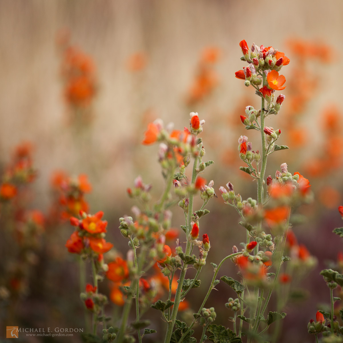 Desert or Apricot Globemallow (Sphaeralcea ambigua) in bloom.