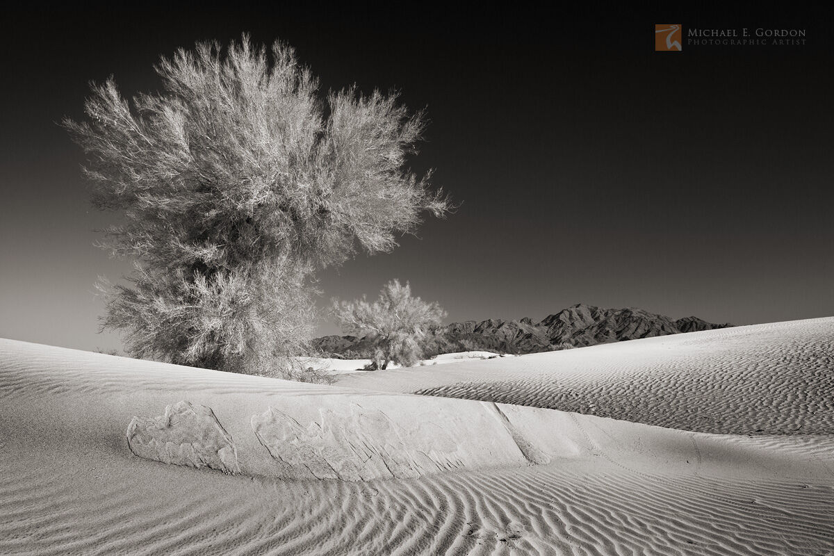 Sand dunes, Blue Palo Verde trees (Parkinsonia florida), and the Palen Mountains in Chuckwalla Valley, Colorado Desert, California...