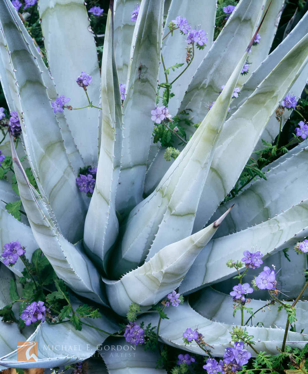 Desert Agave (Agave deserti) with Notch-leaf Phacelia wildflowers&nbsp;(Phacelia crenulata).Logos and watermarks are not found...