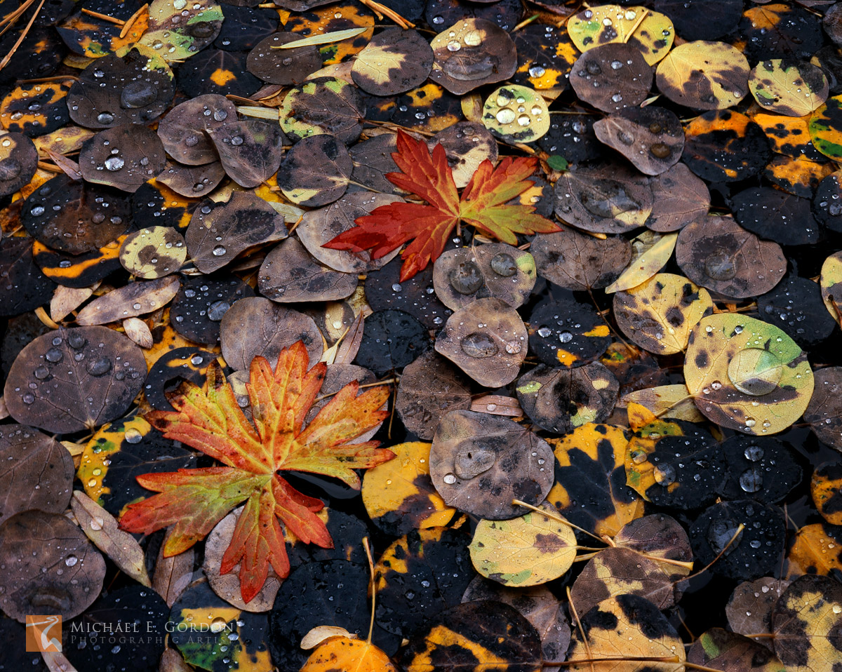 Rain drops on the&nbsp;autumn-colored leaves of&nbsp;Quaking Aspen (Populus tremuloides) and Richardson's Geranium (Geranium...