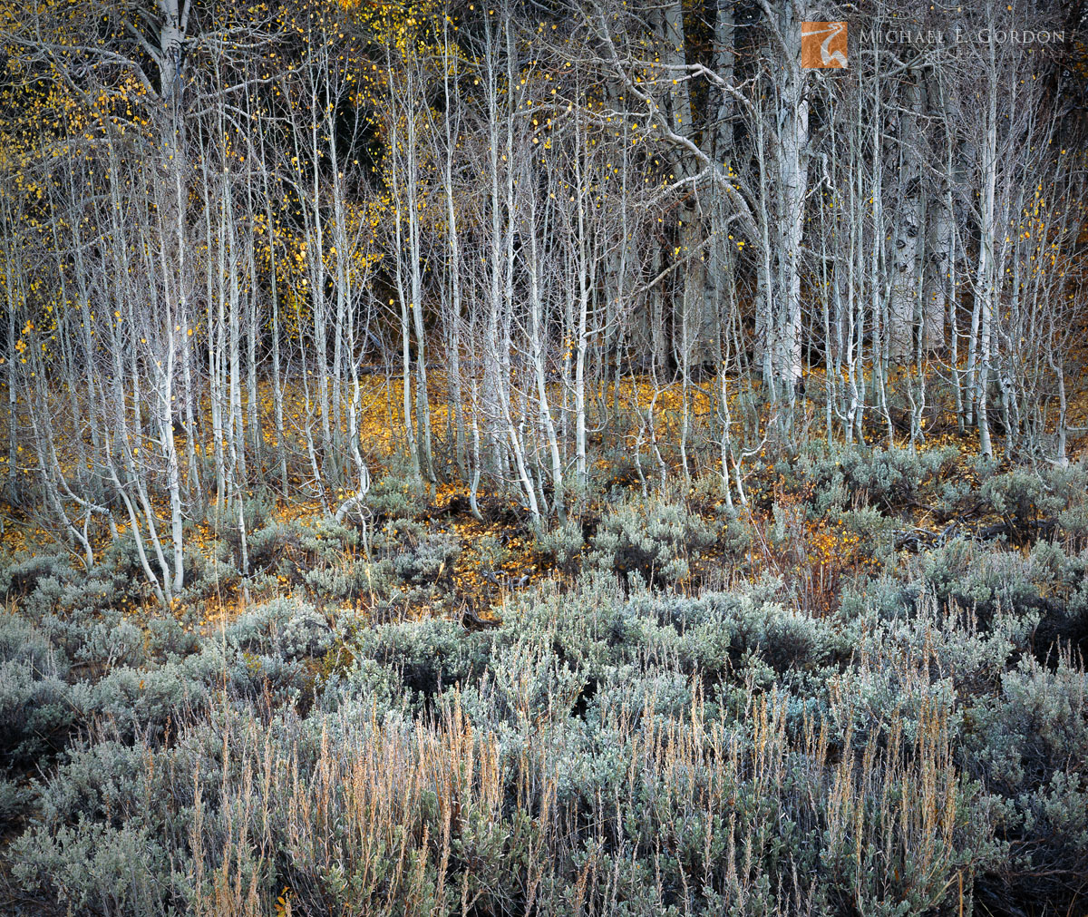 Complementary Big Sagebrush (Artemisia tridentata) and Quaking Aspen (Populus tremuloides) make Great Basin perfection. A few...