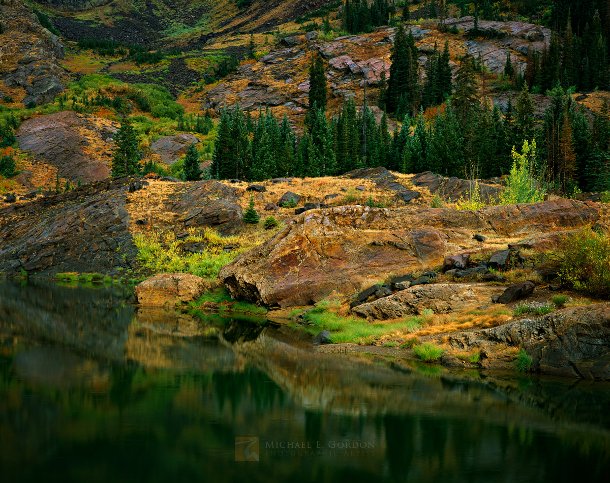 Gentle rain enhances the warm autumnal color of Blue Spruce (Picea pungens), Quaking Aspen (Populus tremuloides), and Willow (...