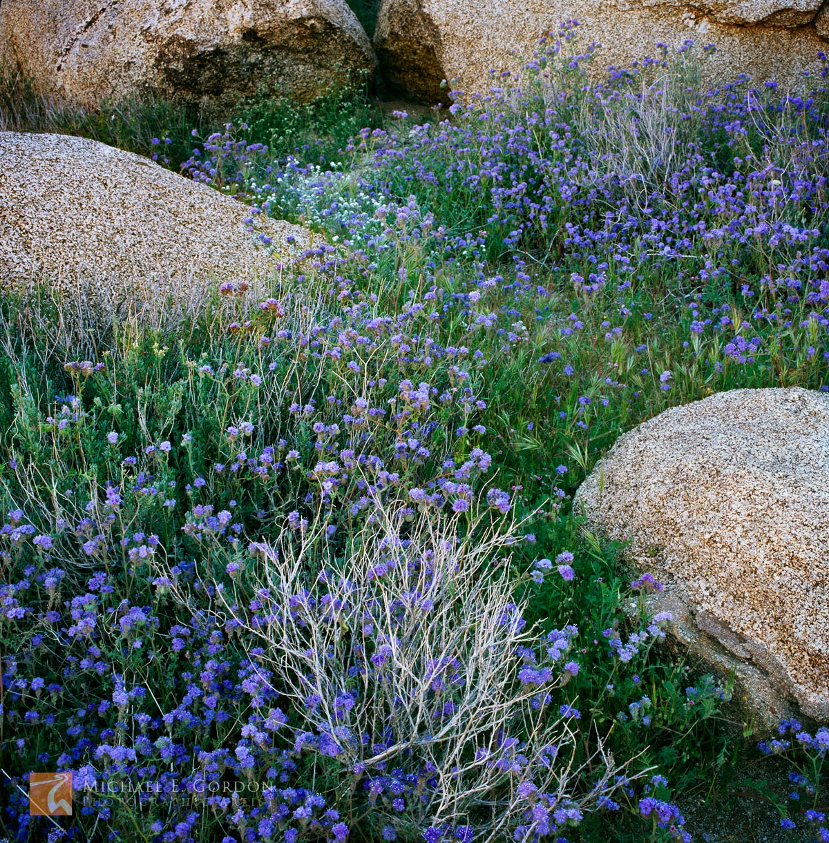 Distant Phacelia (Phacelia distans) wildflowers woven among beautiful granite boulders. Logos and watermarks are not found on...