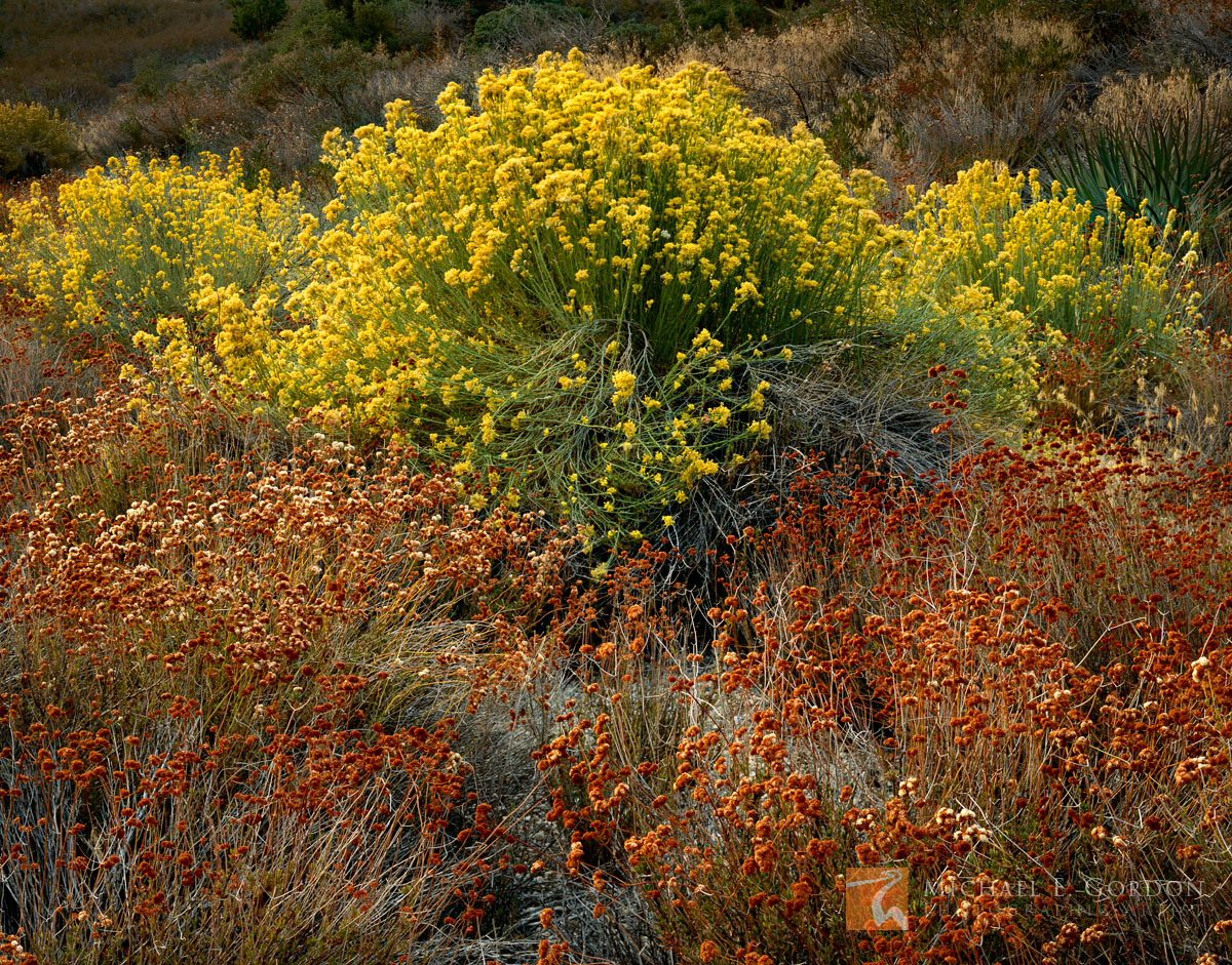 Rubber Rabbitbrush (Ericameria nauseosa) and California Buckwheat (Eriogonum fasciculatum) wear the colors of&nbsp;autumn.Logos...