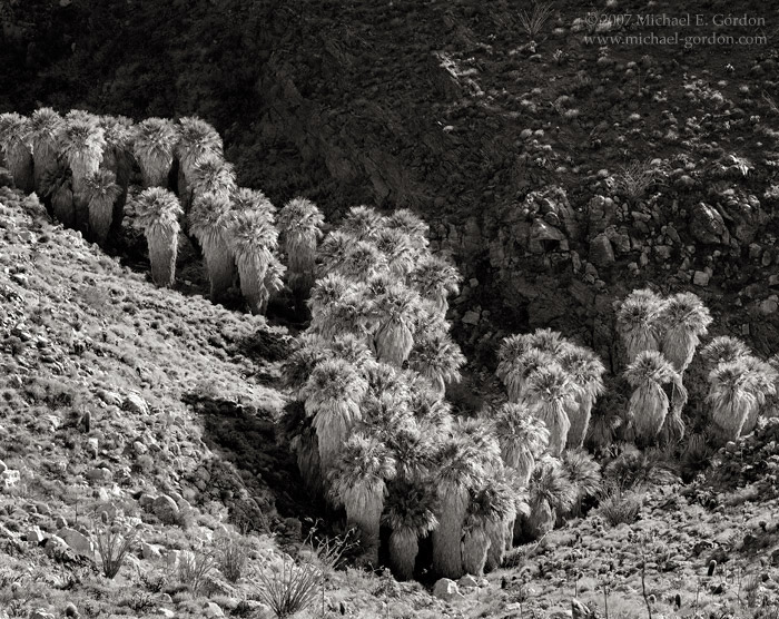 Palms, Ocotillo, and cactus fill the East Fork of Carrizo Canyon.