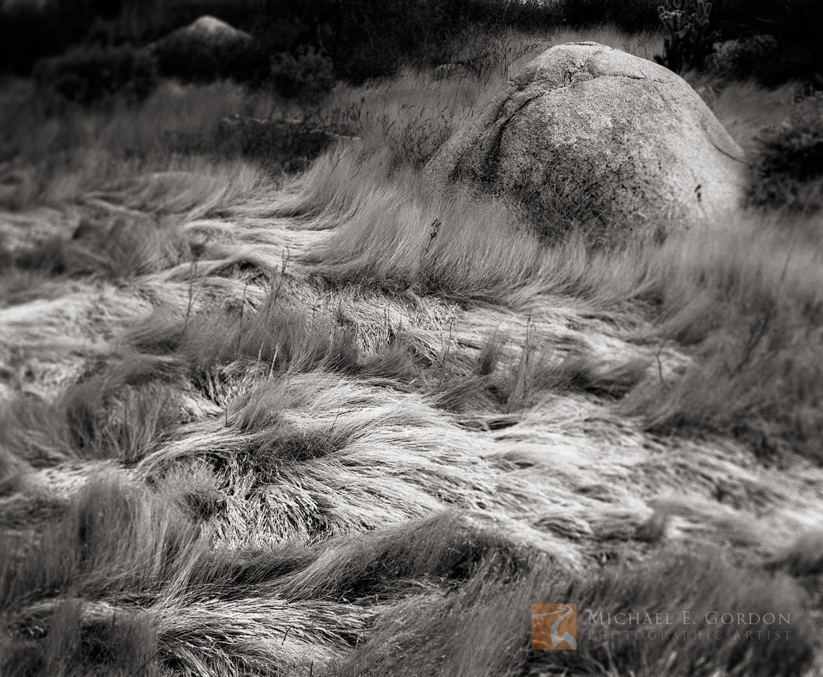 The subtle design of&nbsp;delicate wind-blown grass in a desert canyon. Logos and watermarks are not found on any printed product...