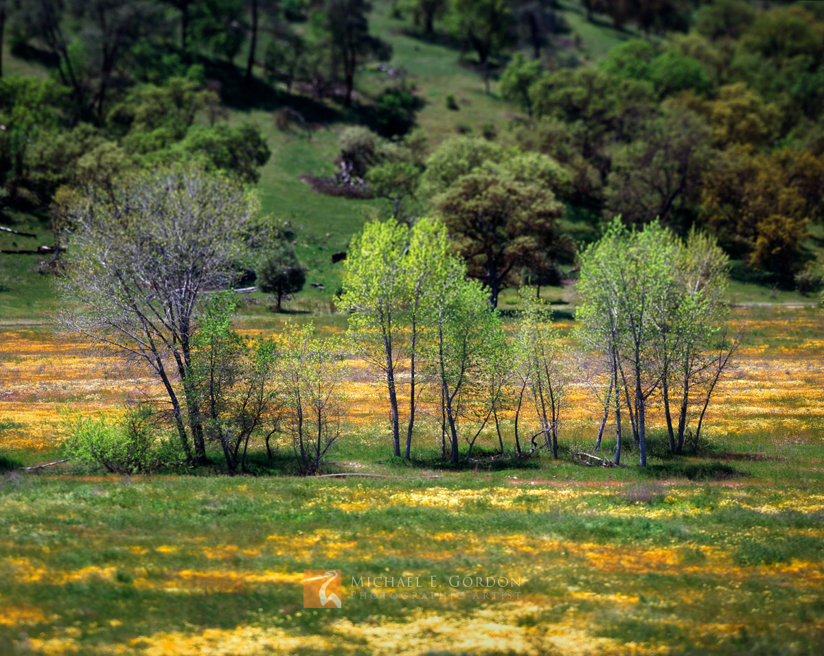 An impressionistic spring image of Cottonwood trees (Populus fremontii), wildflowers, meadows, and green hillsides covered in...
