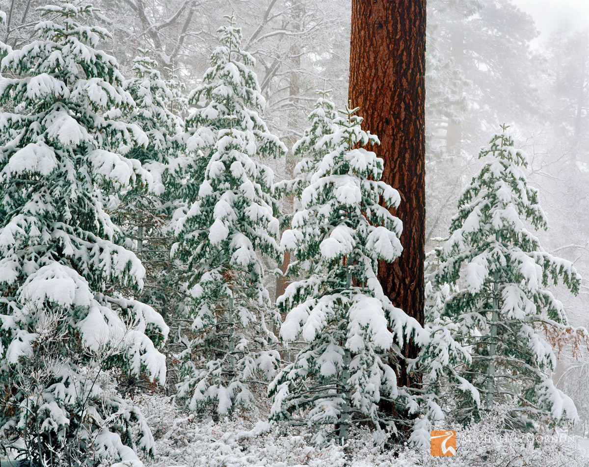 A lone Jeffrey Pine (Pinus jeffreyi) stands in stark contrast to snow covered White Fir (Abies concolor) and a white winter landscape...