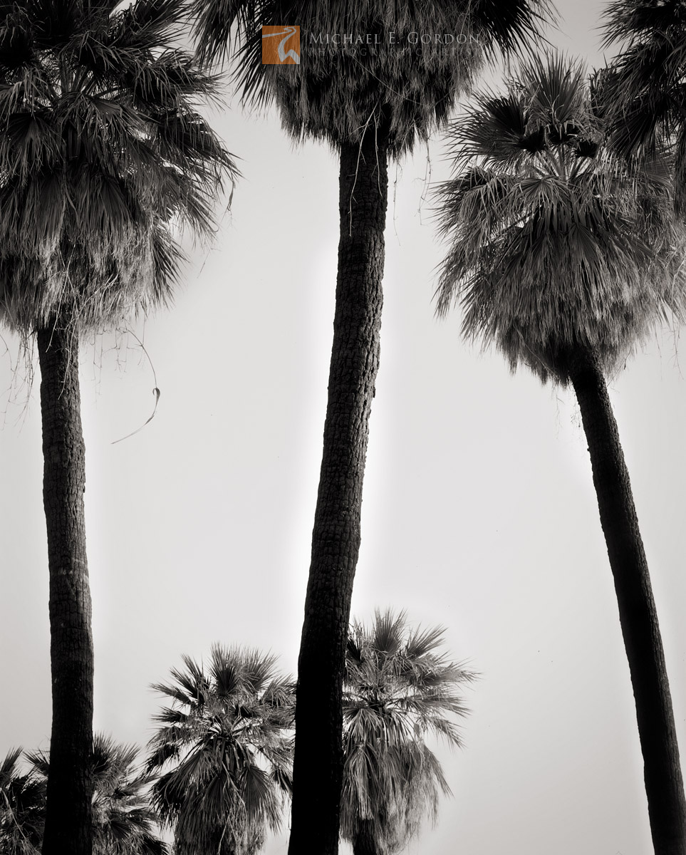 A wild and native desert palms oasis (Washingtonia filifera) in the Colorado (Sonoran) Desert. Logos and watermarks are not found...