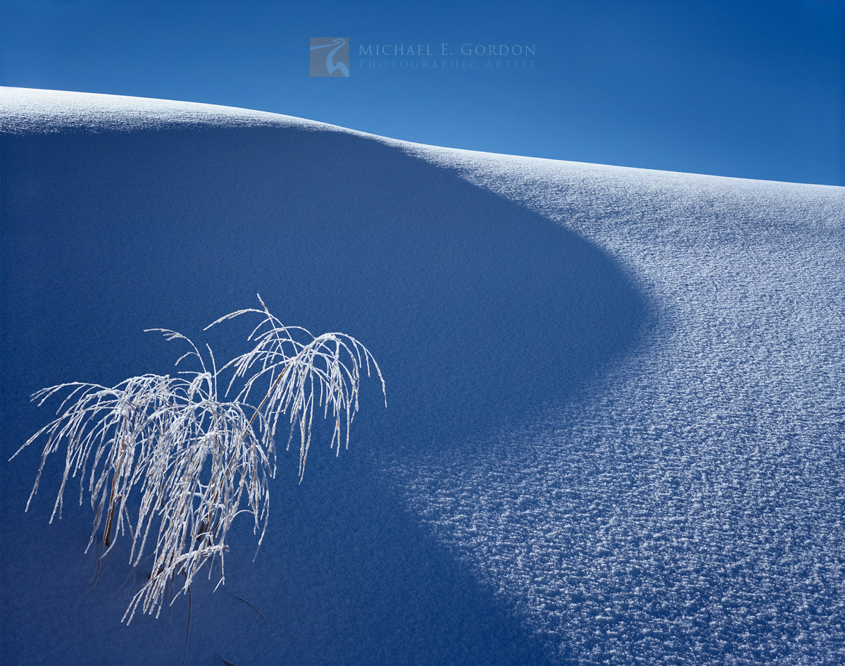 Frosted Giant Sandreed Grass (Calamovilfa gigantea), new snow, and blue sky.Logos and watermarks are not found on any printed...